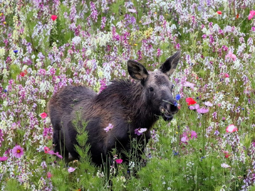 Young Moose in Wildflowers in Palmer Alaska 7