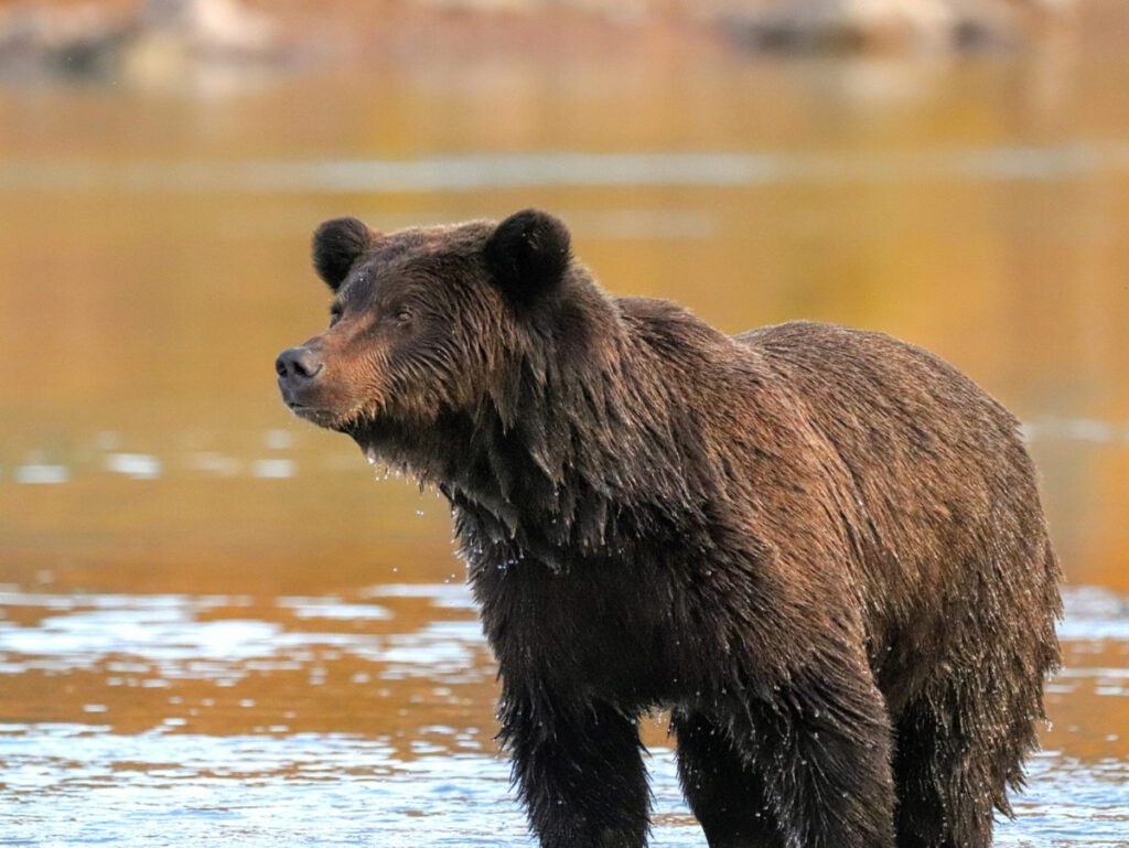 Alaskan Brown Bear at Lake Clark National Park with Redoubt Mtn Lodge Alaska5