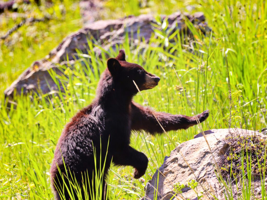 Black Bear Cub at Tower Yellowstone National Park Wyoming 2