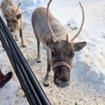 Reindeer Meet and Greet at Borealis Basecamp Fairbanks Alaska 3