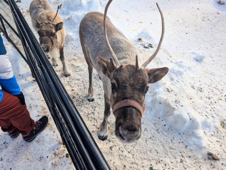 Reindeer Meet and Greet at Borealis Basecamp Fairbanks Alaska 3