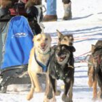 Sled Dogs at Open North American Championship Dogsled Races Fairbanks Alaska 7