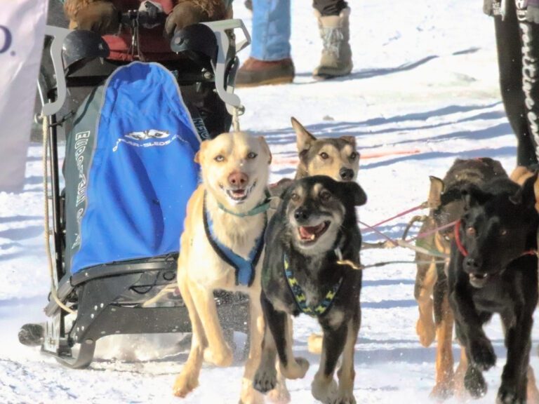 Sled Dogs at Open North American Championship Dogsled Races Fairbanks Alaska 7