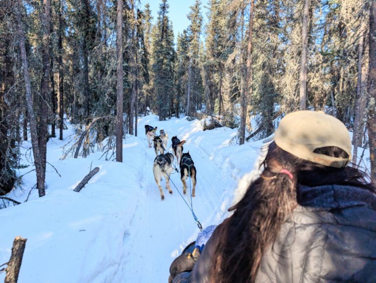 View from dogsled Mushing with Basecamp Adventures at Borealis Basecamp Fairbanks Alaska 1