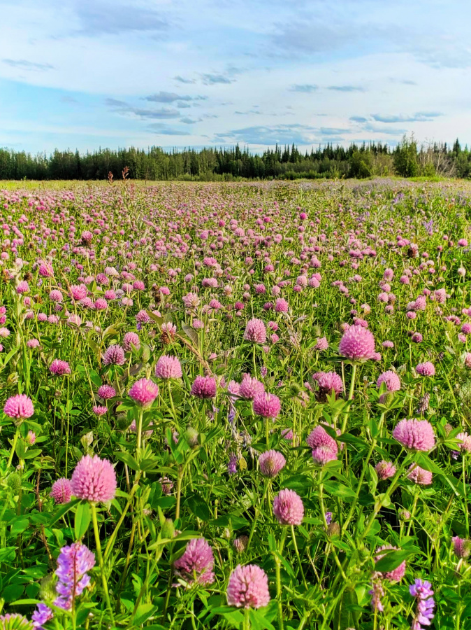 Field of Clovers in Summer at Chena Lakes Recreation Area North Pole Alaska 1jpg