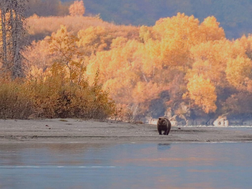 Alaskan Brown Bear at Lake Clark National Park with Redoubt Mtn Lodge Alaska37