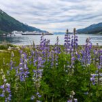 Wildflowers on Waterfront in Juneau Alaska 2