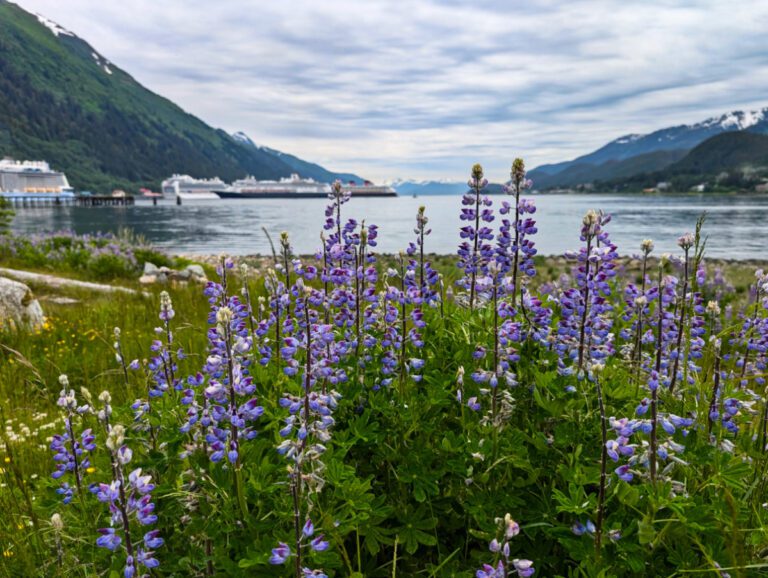 Wildflowers on Waterfront in Juneau Alaska 2