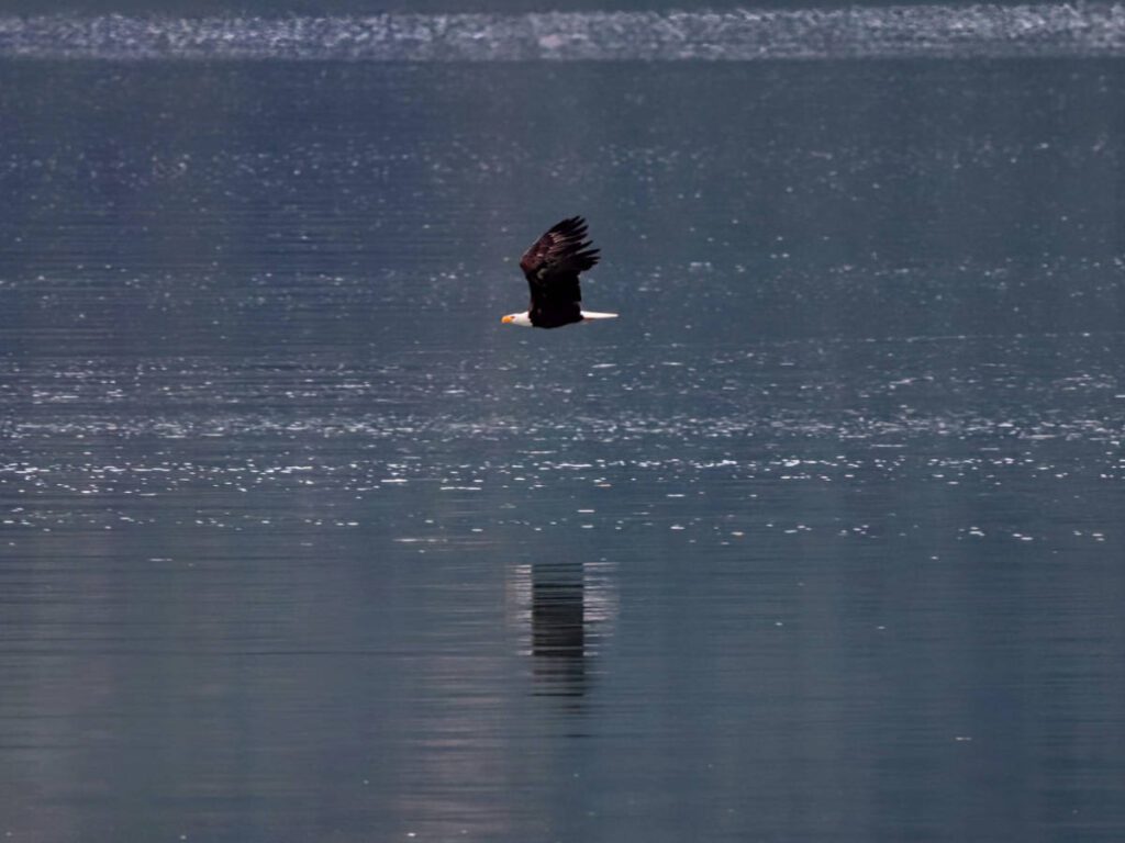 Bald Eagle flying over the water from Alaska Fjordlines from Haines Alaska 2