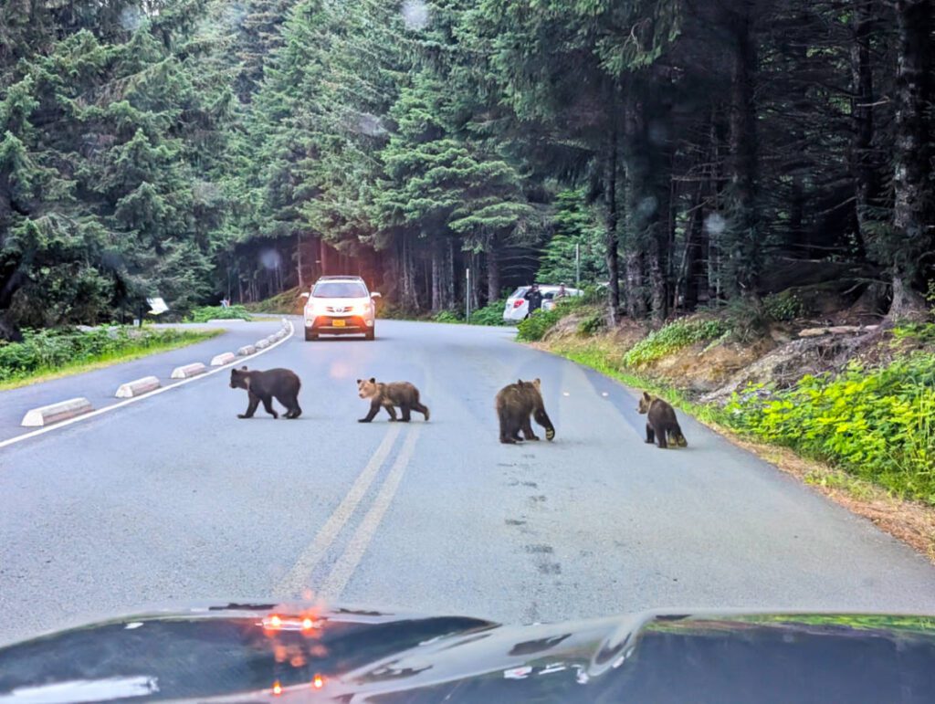Brown Bear Family on Road in Chilkoot Lake State Park Haines Alaska 2