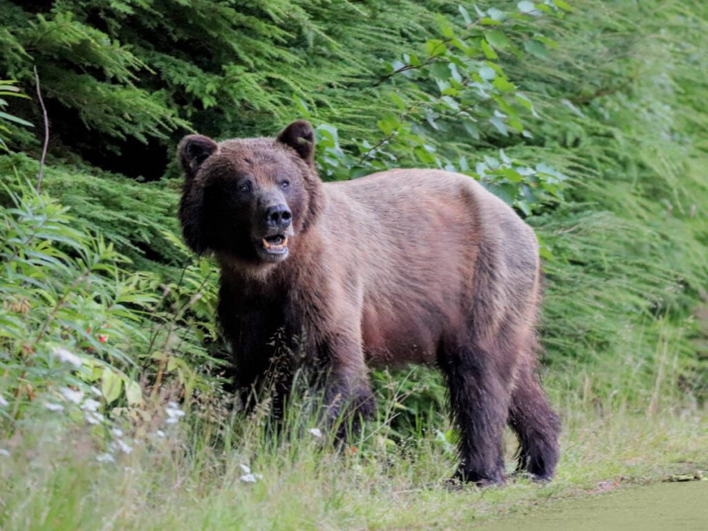 Brown Bear in Chilkoot Lake State Park Haines Alaska 4