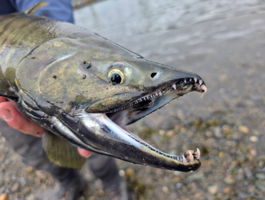 Close up of Chum salmon shore fishing with Chum Fun Charters in Juneau Alaska 6