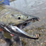 Close up of Chum salmon shore fishing with Chum Fun Charters in Juneau Alaska 6