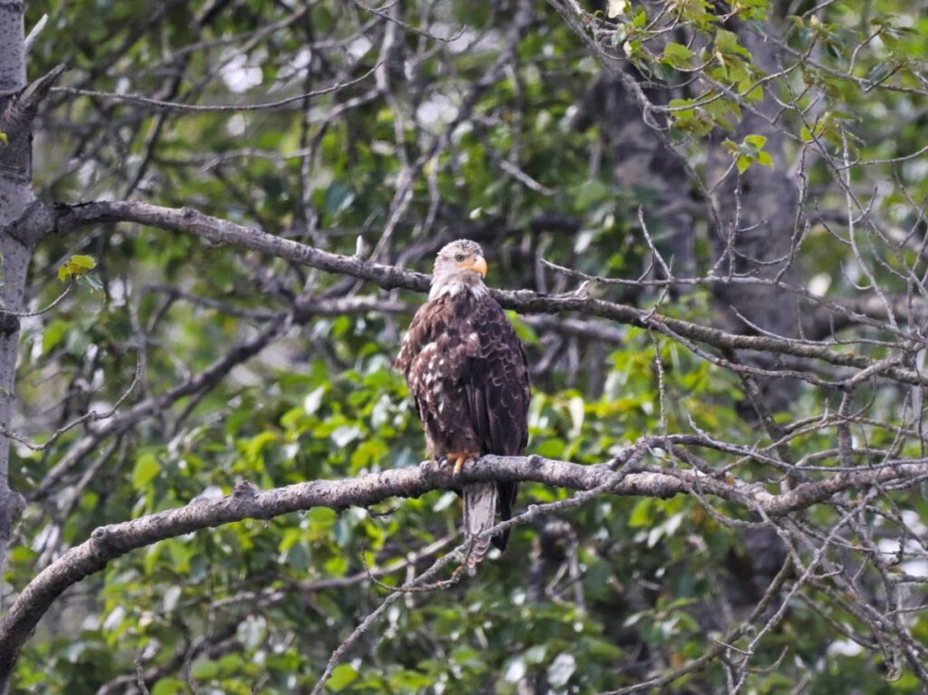 Juvenile Bald Eagle on branch at Chilkat Bald Eagle Preserve while rafting in Haines Alaska 1