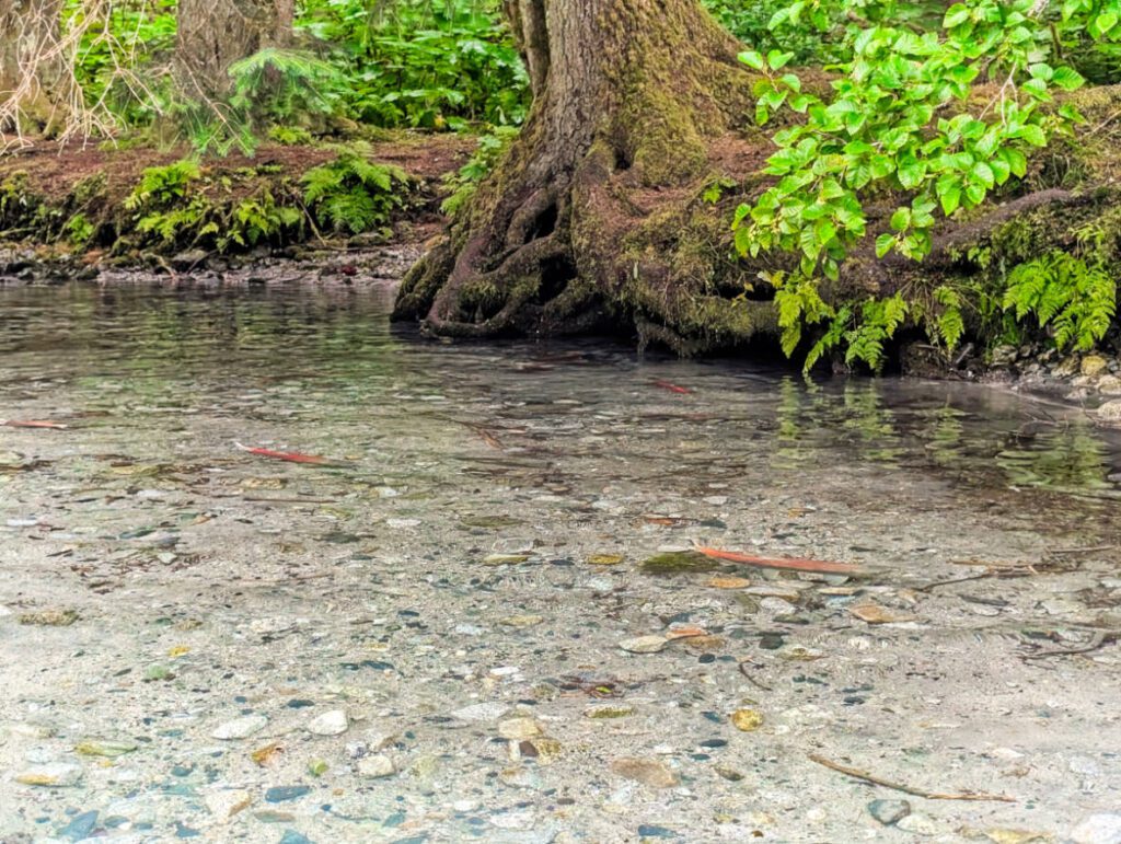 Sockeye Salmon Spawning in Chilkoot Lake State Park Haines Alaska 1