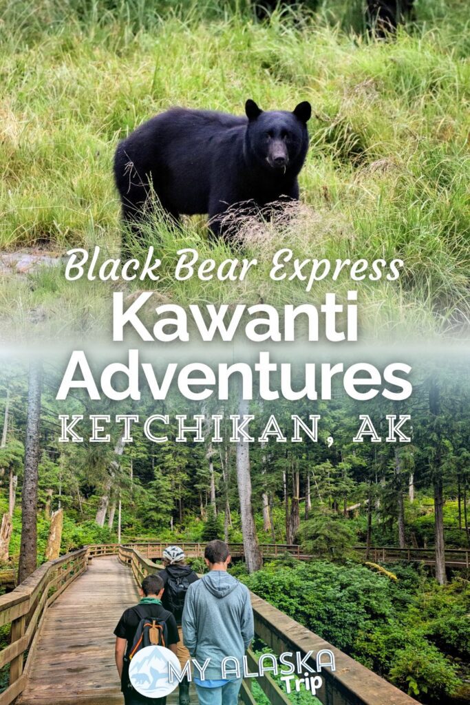 Seeing black bears in Ketchikan is a really cool, fun experience with Kawanti Adventures. Yes, the bears are wild, and yes, you're safe when you do it. We've got the full scoop and what to expect doing the Black Bear Express or the Alaska Rainforest Sanctuary with Kawanti Adventures in Ketchikan.
