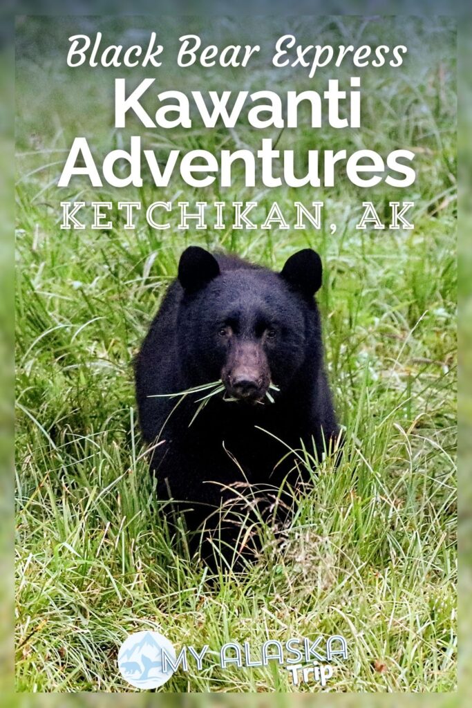 Seeing black bears in Ketchikan is a really cool, fun experience with Kawanti Adventures. Yes, the bears are wild, and yes, you're safe when you do it. We've got the full scoop and what to expect doing the Black Bear Express or the Alaska Rainforest Sanctuary with Kawanti Adventures in Ketchikan.