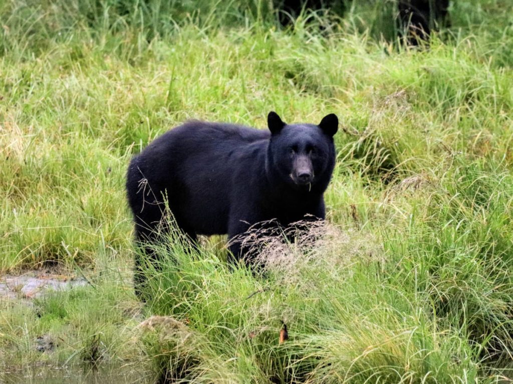 Black Bear at Herring Cove at Kawanti Adventures Rainforest Sanctuary Ketchikan Alaska 3