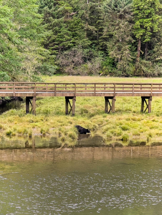 Black Bear at Herring Cove at Kawanti Adventures Rainforest Sanctuary Ketchikan Alaska 6