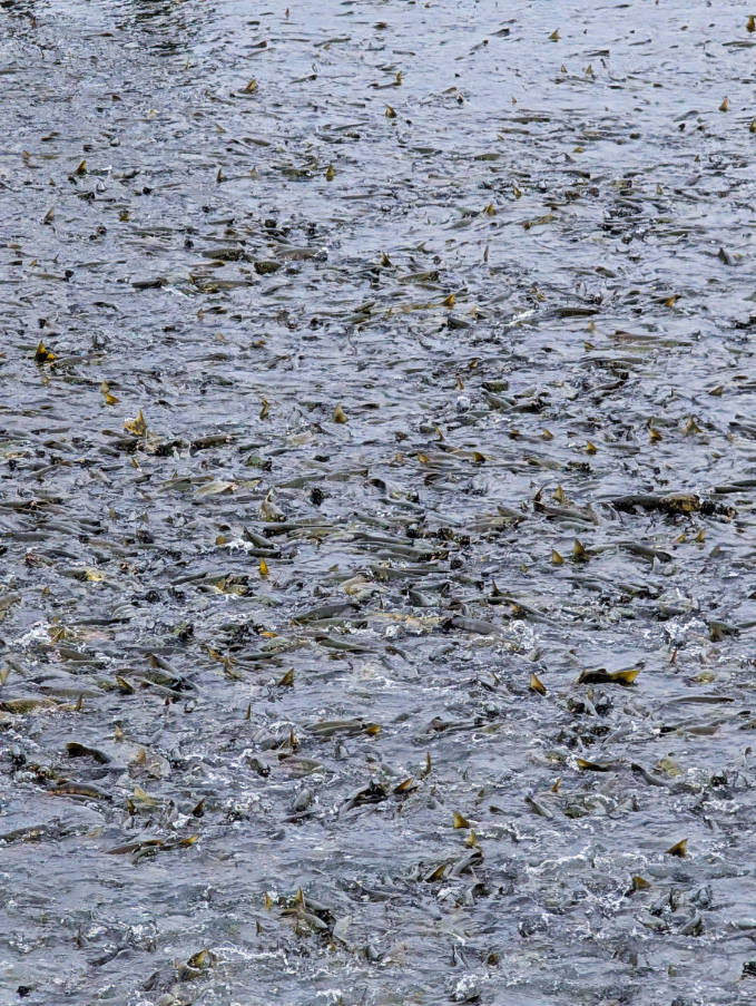 Chum Salmon Spawning frenzy at DIPAC Macaulay Salmon Hatchery Juneau Alaska 1