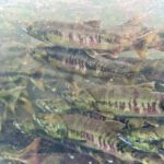 Visiting the Awesome DIPAC Macaulay Salmon Hatchery in Juneau