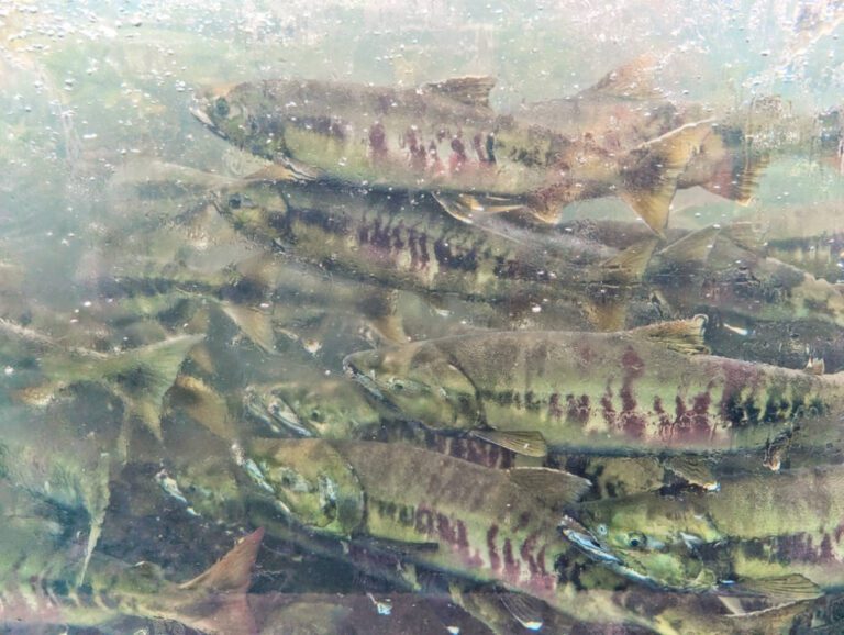 Visiting the Awesome DIPAC Macaulay Salmon Hatchery in Juneau