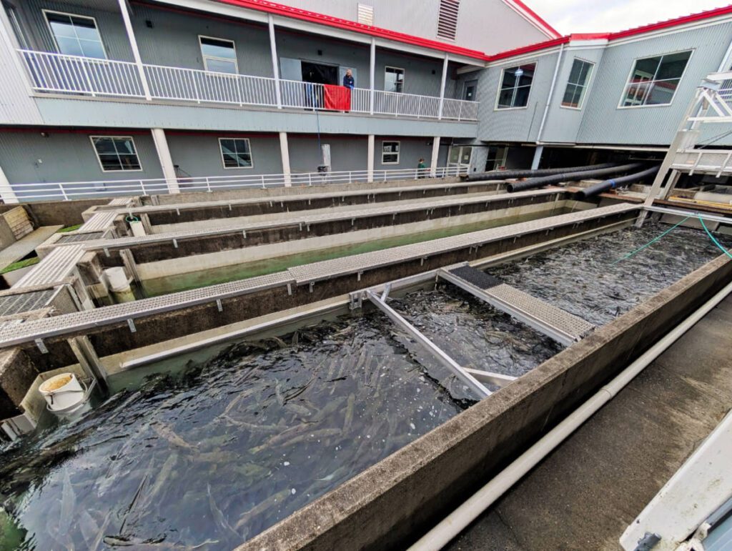 Fish Counting Tanks at DIPAC Macaulay Salmon Hatchery Juneau Alaska 1