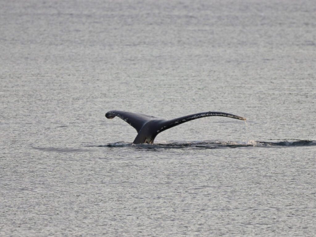 Humpback Whale Fluke from Battery Point Chilkat State Park Haines Alaska 1