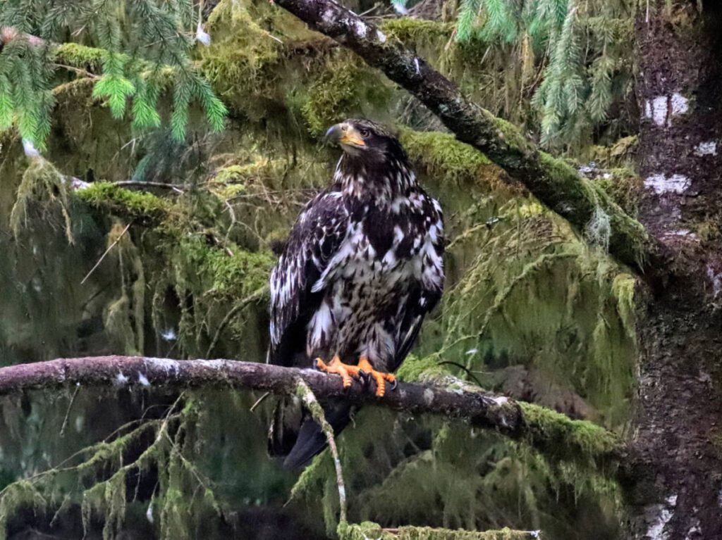 Juvenile Bald Eagle in Ketchikan Alaska 10