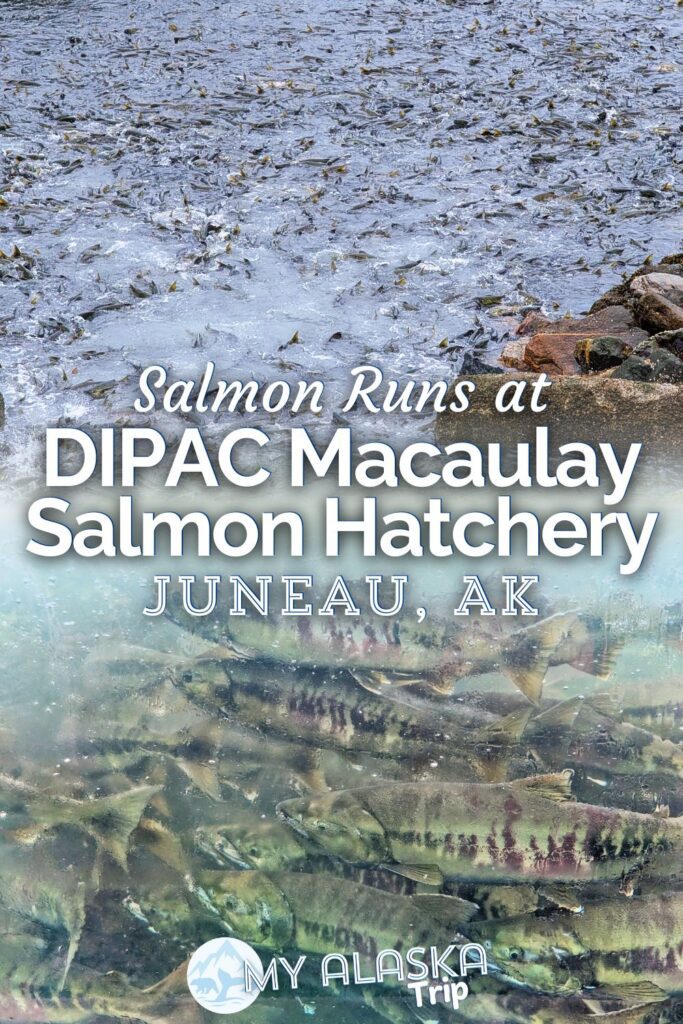 The DIPAC Macaulay Salmon Hatchery in Juneau has one of the most spectacular spawning runs we've ever seen. Check out how you can visit the hatchery and what you'll find from the fish ladder to the exhibits, including off season visitation information.