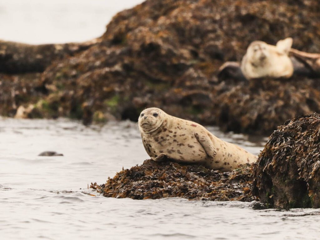 Harbor Seal on Orca Cove Sea Kayaking with Ketchikan Kayak Company Ketchikan Alaska 1