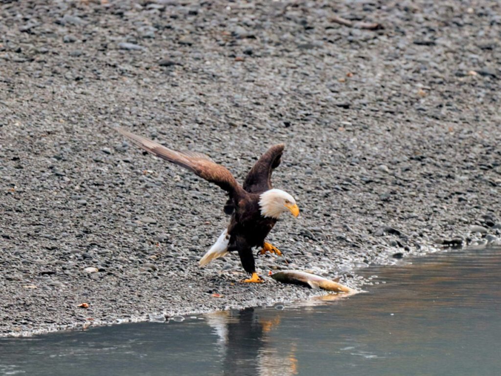 Bald Eagle with Salmon on Portage River Girdwood Alaska 1