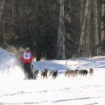 Dog Musher at Open North American Championship Dogsled Races Fairbanks Alaska 9