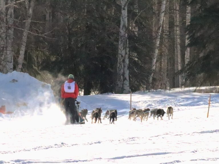 Dog Musher at Open North American Championship Dogsled Races Fairbanks Alaska 9