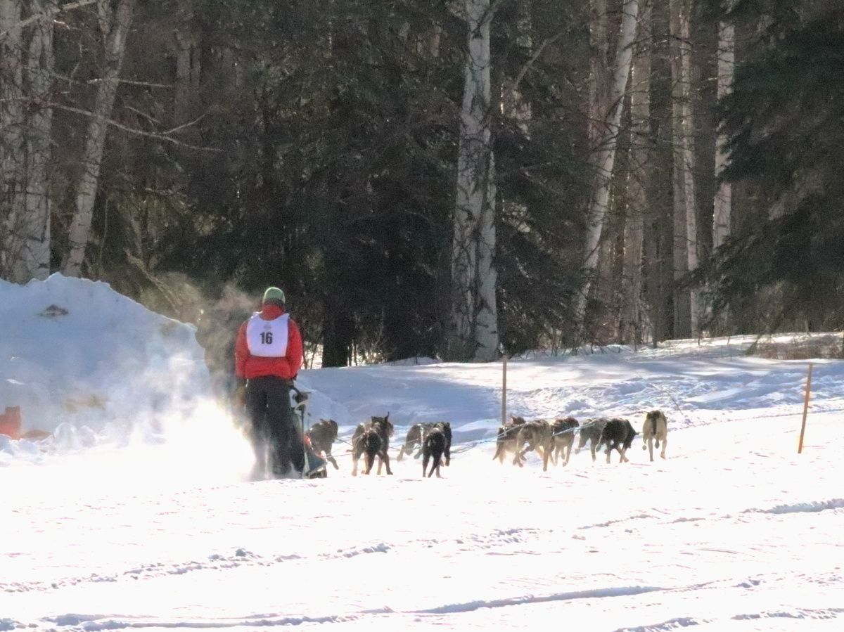 Dog Musher at Open North American Championship Dogsled Races Fairbanks Alaska 9