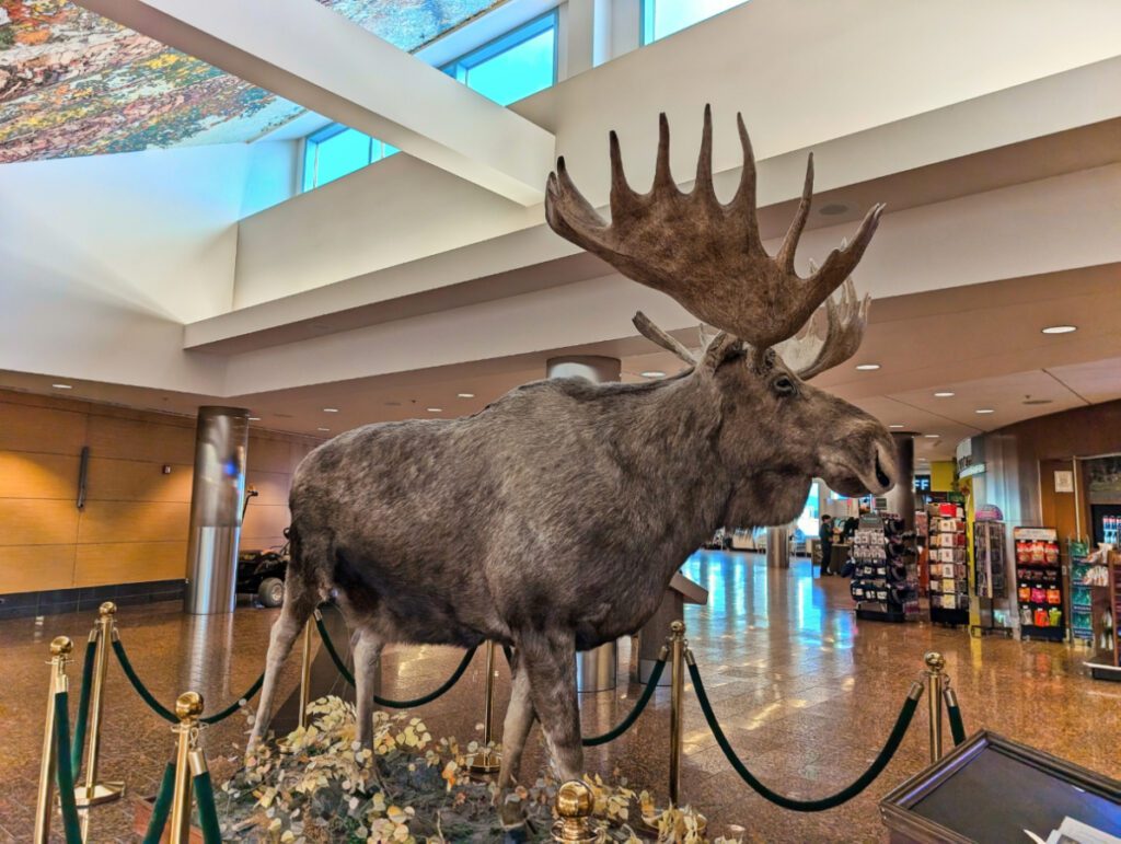 Taxidermy Bull Moose at Airport Anchorage Alaska 1