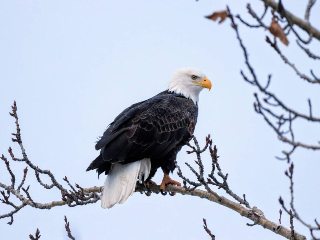 Bald Eagle in tree during Alaska Backcountry Adventures UTV Winter Tour Palmer Alaska 6