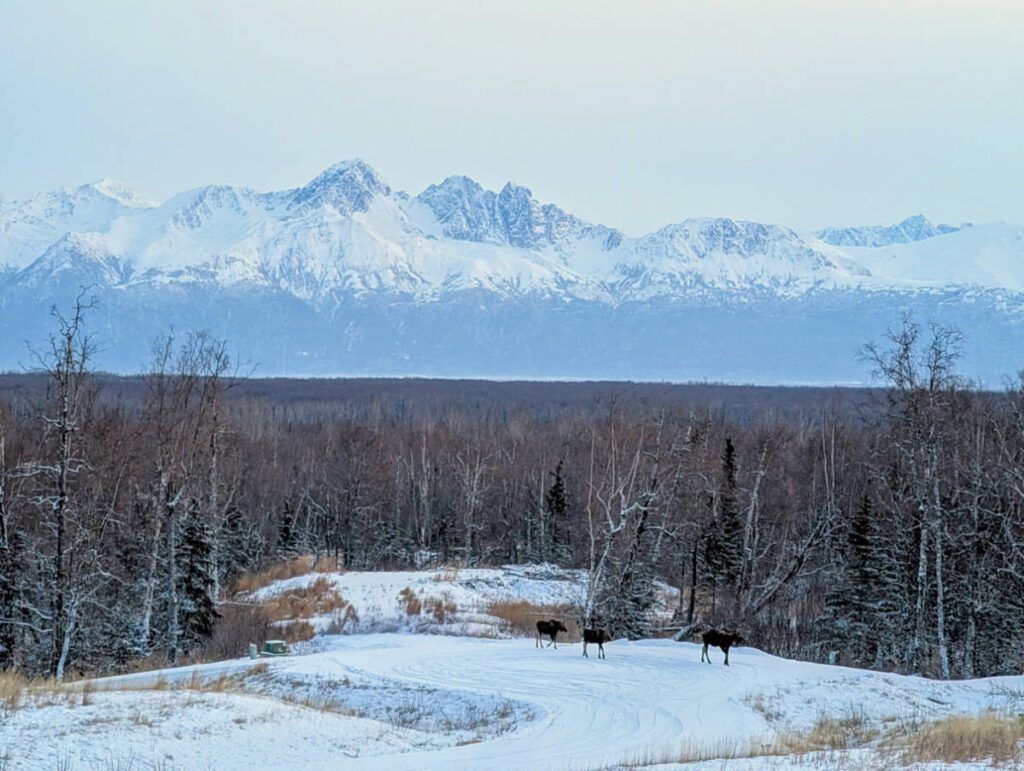 Moose in front of Mountains view from Cabin at Peak Lodging Hatcher Pass Palmer Alaska 1