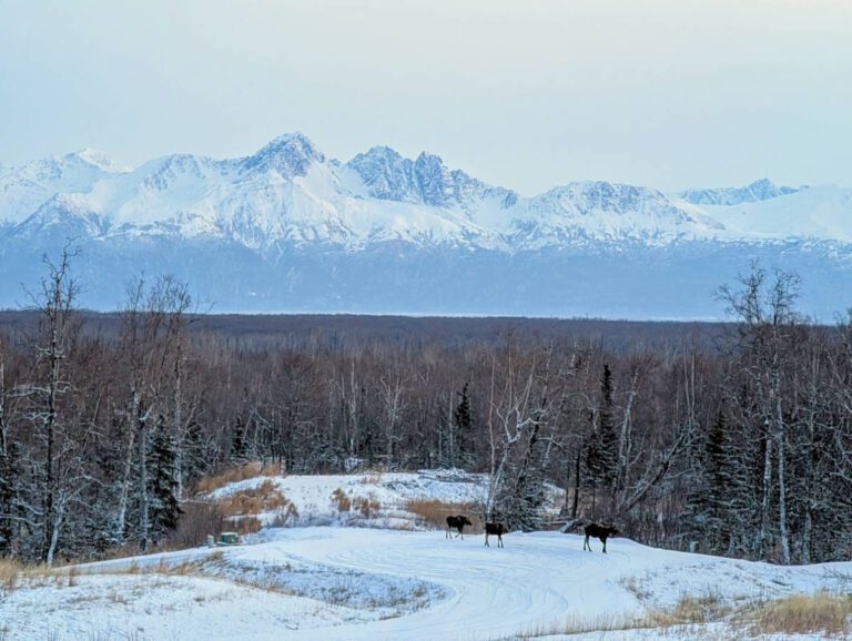 Moose in front of Mountains view from Cabin at Peak Lodging Hatcher Pass Palmer Alaska 1