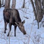 Moose in the snow in Kincaid Park Anchorage Alaska 1