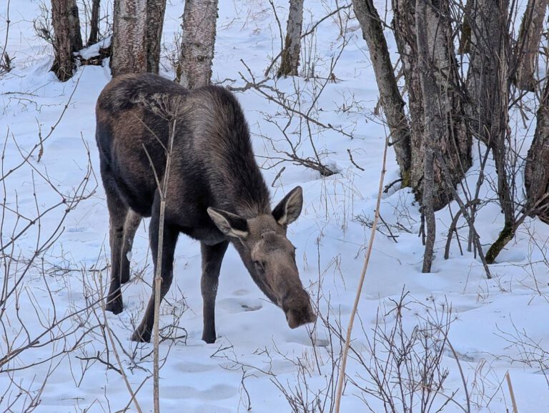Moose in the snow in Kincaid Park Anchorage Alaska 1