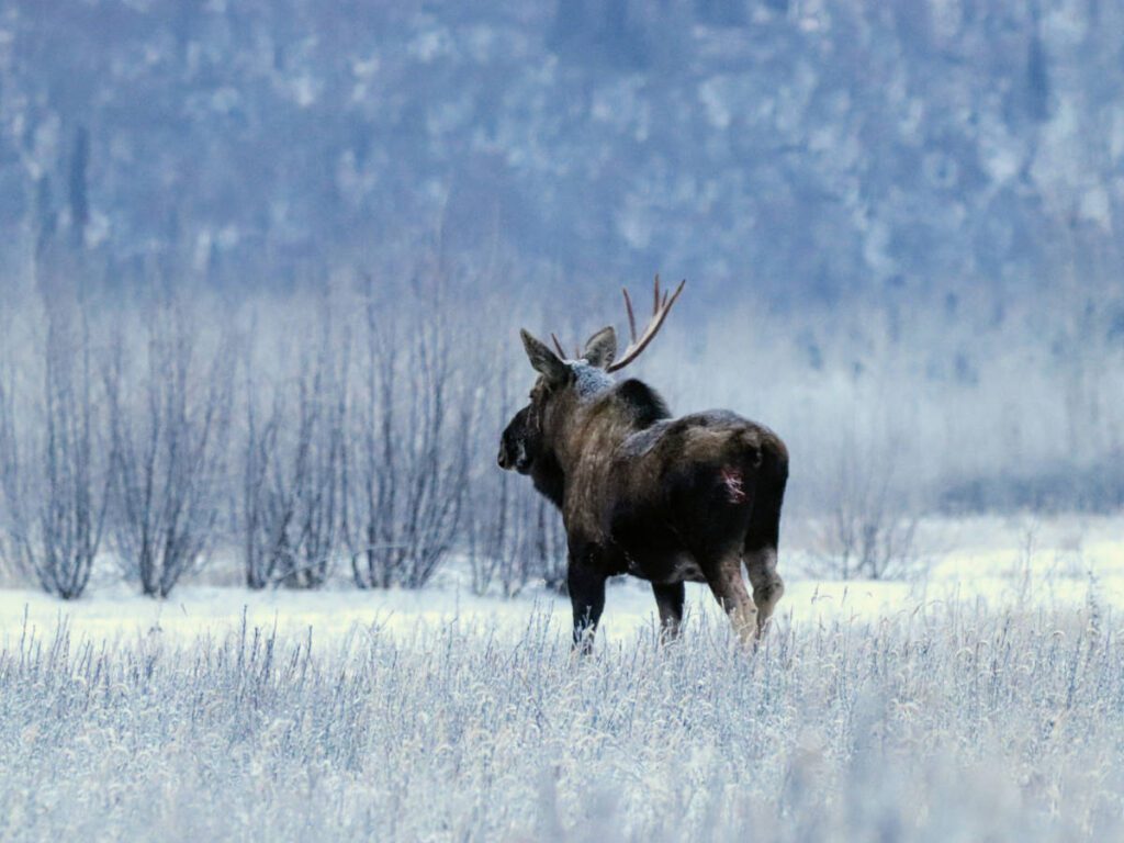 Moose on Knik River with Alaska Backcountry Adventures UTV Winter Tour Palmer Alaska 13