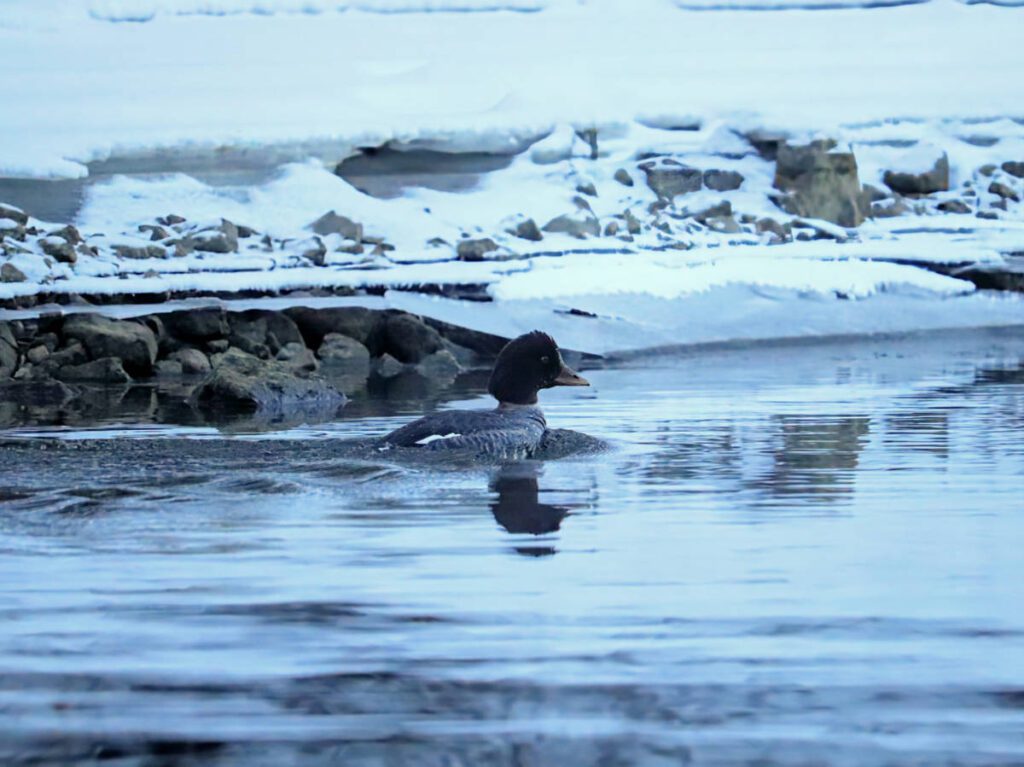 Duck in Frozen Knik River on Winter Kayak Tour with Adventures by True North AK Palmer Alaska 1