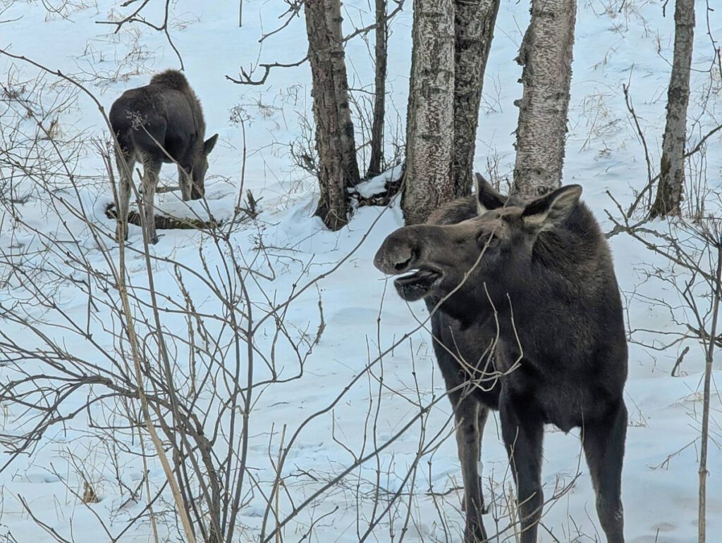 Two Moose in the snow in Kincaid Park Anchorage Alaska 5