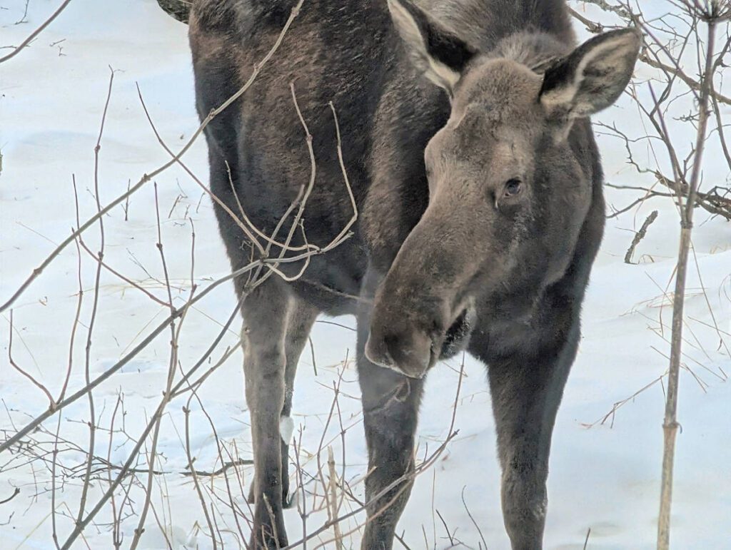 Moose in the snow in Kincaid Park Anchorage Alaska 3