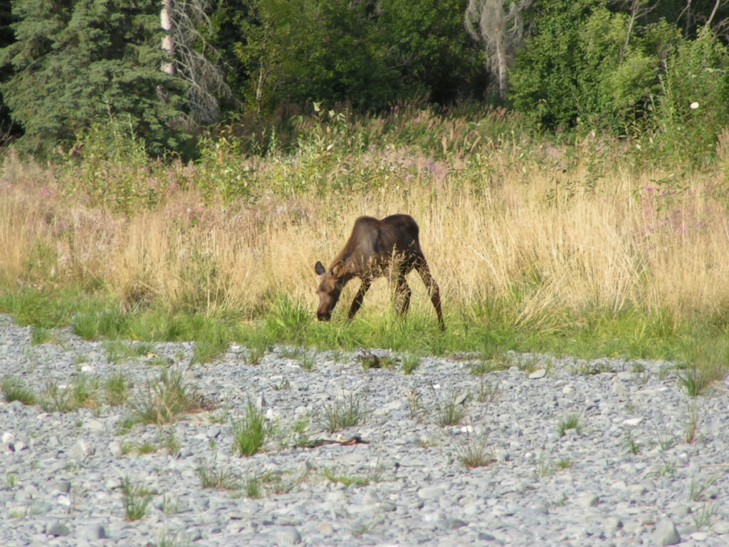 Baby Moose on banks of Chilkat River Haines Alaska 