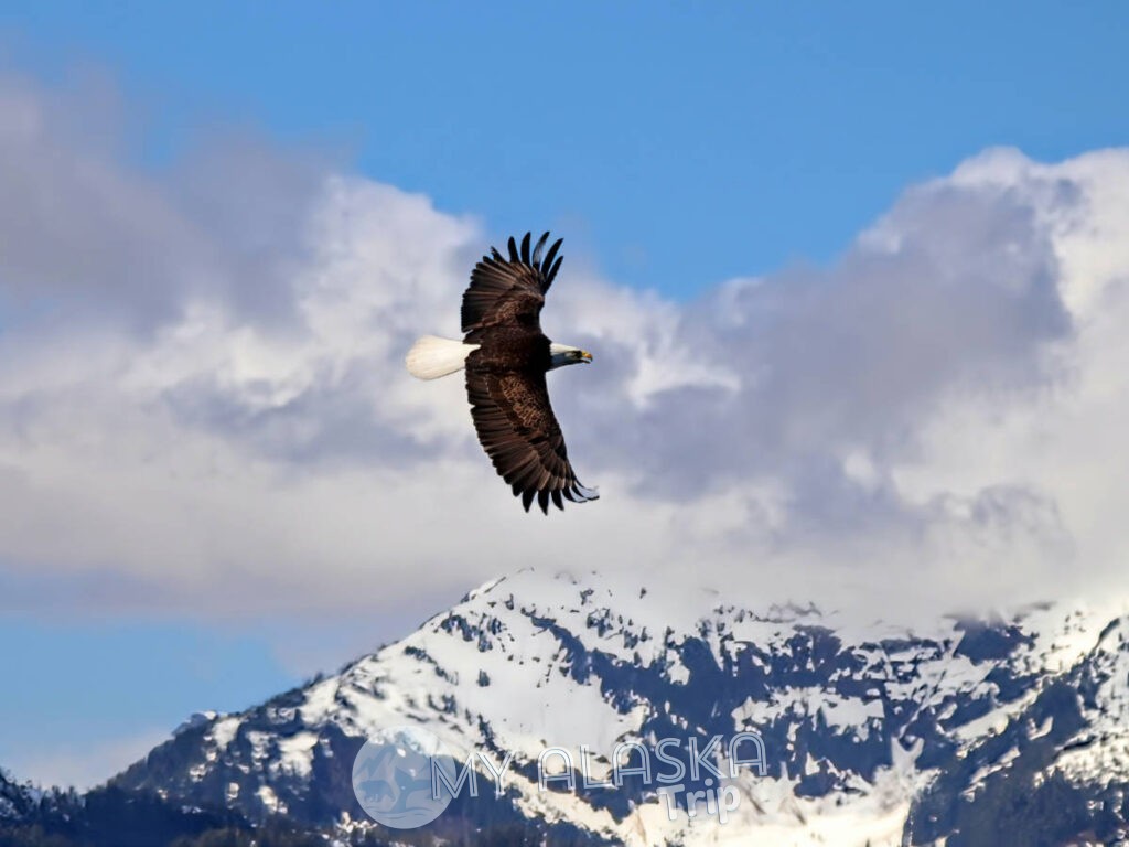 Bald Eagle from Mist Cove with the Boat Company Southeast Alaska 4