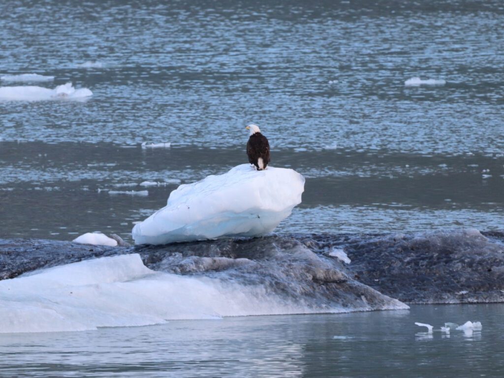 Bald Eagle in Glacier Bay National Park with UnCruise Wilderness Legacy Southeast Alaska 1