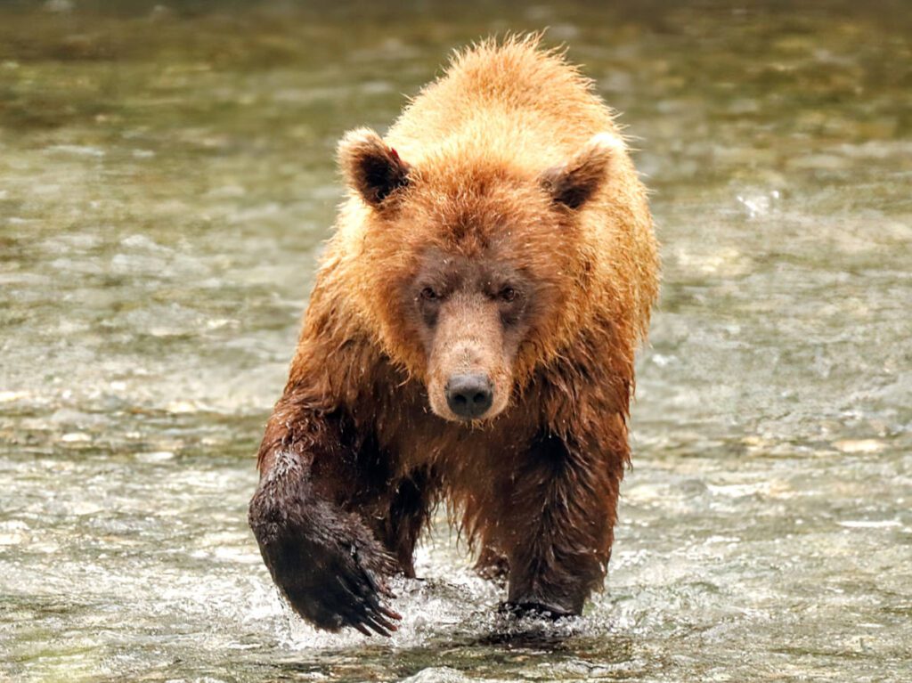 Brown Bear fishing on Chilkat River Haines Alaska 4
