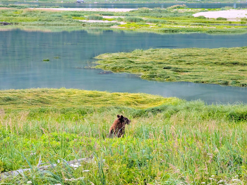 Brown Bear in Tidal Flats on Lutak Road Haines Alaska 1